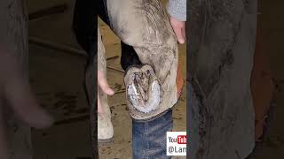 Quick description of trimming exfoliating sole in horses feet [upl. by Sabelle]