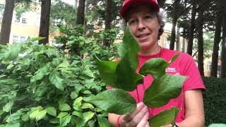 Calycanthus floridus sweetshrub [upl. by Adi]