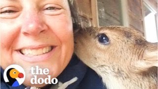 Woman Discovers An Orphaned Fawn On Her Lawn  The Dodo [upl. by Earized]