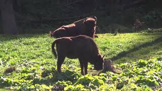 Bieszczady  Żubry  European bison  Зубр Muczne zagroda [upl. by Irita]