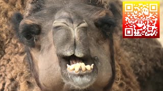 Chewing Camel Can Be So Mesmerizing [upl. by Neale]