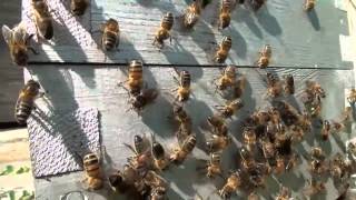 Abeilles Une colonie dabeilles vient de sinstaller dans une petite ruche [upl. by Lunetta]