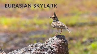 Eurasian skylark call singing bird with nature sounds [upl. by Dino595]