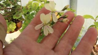 Species pelargoniumPelargonium triste in flower [upl. by Nihahs]