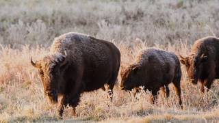 Canada’s Bison Restoring a Legacy [upl. by Blase728]