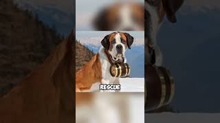 StBernard’s do the honors shortvideo healing animals save dog shorts [upl. by Hanimay]