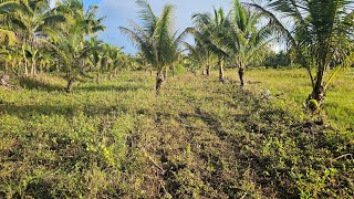 11 Hectare Highway lot for sale with coconut trees at Tubigon Bohol Philippines 600sqm [upl. by Netta]