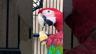 Milo❤️ beautiful green wing macaw 🦜 omermehboobofficial bird cute viralvideo shorts [upl. by Lenej]