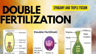 Chapter 1 Biology Reproduction in flowering plants ☘️ PART5  DOUBLE FERTILISATION CLASS 12 [upl. by Suiramaj]