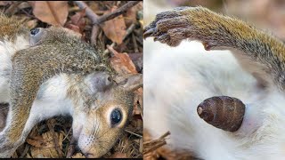 Botfly removal from squirrel 🐿️ [upl. by Hennebery]