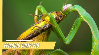 Asombrosos mundos animales e impresionantes paisajes  Episodio Completo [upl. by Ymmor]