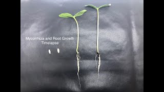 Mycorrhiza and Root Growth Timelapse [upl. by Octavie]