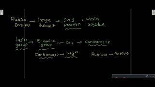 calvin cycle carbon reduction c3 cycle glyceraldehyde 3 phosphate carboxylation reduction [upl. by Llennhoj]