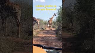 Evasão de girafas na estrada Eswatini inédito [upl. by Edmanda]