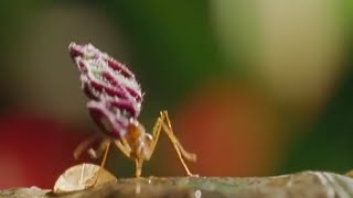 LeafCutter Ants  Shadow of the Sun  BBC Earth [upl. by Schalles]