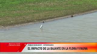 La bajante y su impacto en la flora y fauna de las islas [upl. by Gordy687]