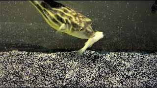 Predator Fish Feeding  WARNING  LIVE FEEDING [upl. by Yblehs]