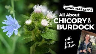 Medical Herbs  All About Chicory and Burdock [upl. by Ainos660]