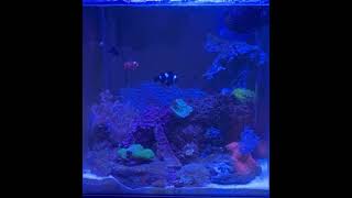 Basic Reef tank  a few new additions [upl. by Jeffers781]