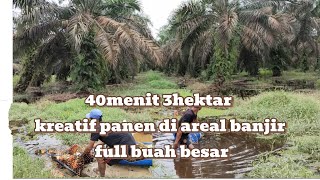 full buah sawit besar di areal banjir kreatif pemanen di areal banjir [upl. by Ennylhsa]