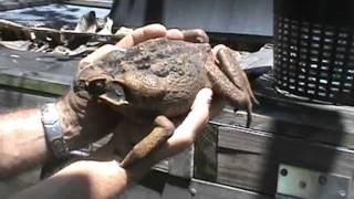 Giant Suriname Marine Toad [upl. by Anirdnajela]