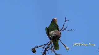 Whitefronted Parrot  Birds of Costa Rica birds wildlife nature [upl. by Azaleah]