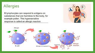 B Lymphocytes [upl. by Nitsej]