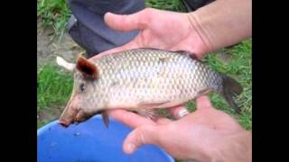 Pigfish on China [upl. by Yoko596]