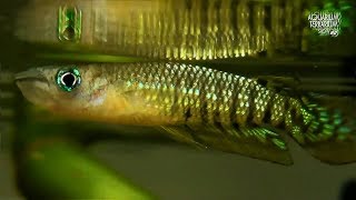 Werners killifish Aplocheilus werneri amp Striped Panchax Aplocheilus lineatus [upl. by Kenleigh]