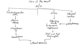 The Atrial Natriuretic Peptide Cascade [upl. by Parhe]