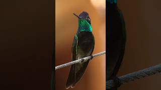 “Iridescence” Gorgeous Rivoli’s Hummingbird swarovski [upl. by Lori101]