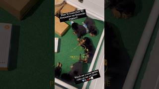 How to desensitize your Rottweiler puppies  Proctor House Rottweilers [upl. by Zaob]