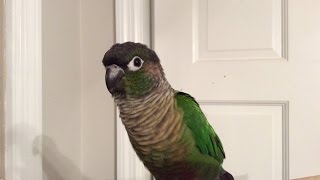 Green Cheek Conure Making Noises [upl. by Nadnerb639]