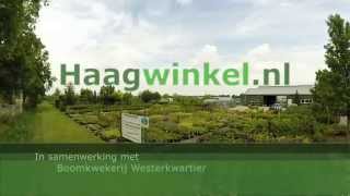 Haagwinkel [upl. by Ahsets]