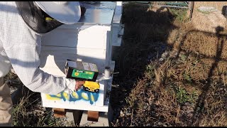 Colorado Backyard Hives Update Battery Oxalic Acid Vaporizer Review [upl. by Salkin]