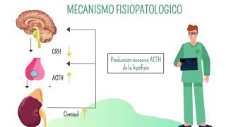 Alteraciones suprarrenales  Enfermedad de Addison y Cushing  Fisiopatología [upl. by Verdi553]