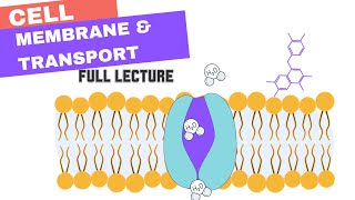 Chapter 7  Cell Membrane amp Transport Active amp Passive Transport Osmosis Diffusion Bulk [upl. by Gnirps]