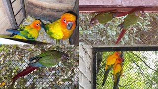 Sun conure New Season  Suncanor Green conure Jenday conure Breeder Pairs  M Birds [upl. by Akimot]