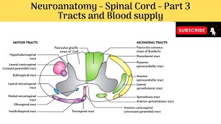 Tracts  Ascending Descending Tracts amp Blood supply of spinal cord  Clinical correlations [upl. by Valoniah728]