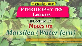 Lecture 12  Marsilea Water fern Life Cycle  Pteridophyta Lecture Notes [upl. by Razal910]