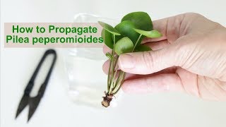 How to Propagate Pilea peperomioides [upl. by Marge64]