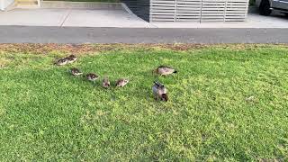 A group of Grebes [upl. by Leuname]