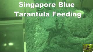 Singapore Blue Tarantula Feeding Omothymus violaceopes [upl. by Ajak]