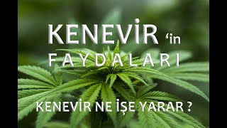 KENEVİRİN FAYDALARI  kenevir ne işe yarar [upl. by Yeznil578]