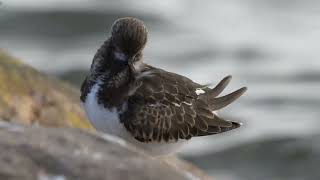 Akmenė  Arenaria interpres ir Jūrinis kirlikas  Charadrius hiaticula [upl. by Ly226]