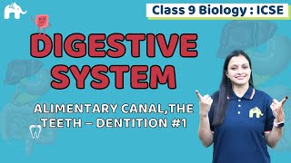 Digestive System Class 9 ICSE Biology  Selina Chapter 11  Alimentary canal Teeth Dentition 1 [upl. by Ronnica]