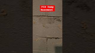 How to FIX Damp Basement Walls [upl. by Ynneb]