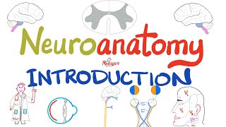 Introduction to Neuroanatomy  Learn the Basics  Neuroanatomy Playlist [upl. by Arette338]