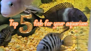 Top 5 freshwater fish that you should consider for your aquarium [upl. by Chuipek]