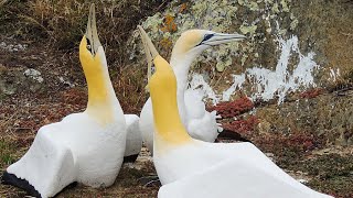 Nigel the lonely gannet surrounded by concrete birds on Mana Island [upl. by Eart946]